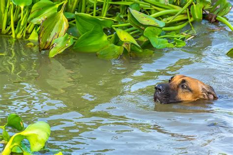 10 gestes de premiers secours à connaître pour son animal