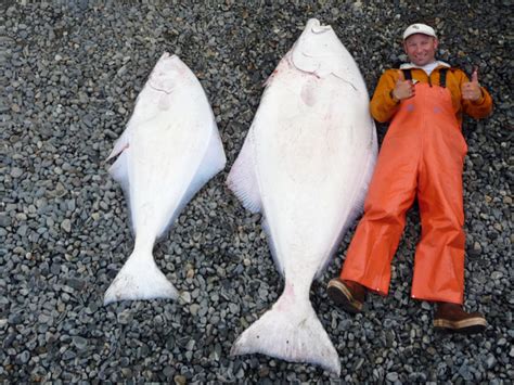 Alaska Halibut Fishing Charters, Guided Halibut Fishing Trips