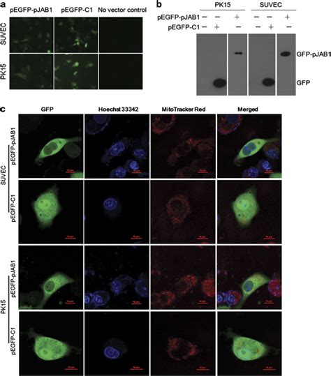 Detection And Subcellular Localization Of The Gfppjab Fusion Protein