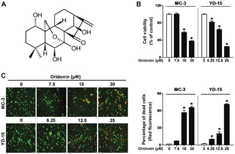 Effects Of Oridonin On The Viability Of MEC Cell Lines A Chemical