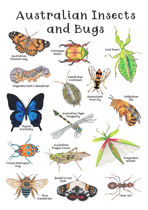 Australian Insects And Bugs Poster Hand Draw Aussie Wildlife Etsy Canada Australian Insects