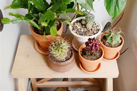 Simple Tips for Fertilizing Your Houseplants | Apartment Therapy