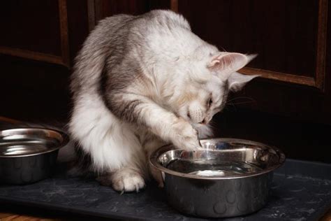 Gato Tomando Gua A Pata Causas E Solu Es