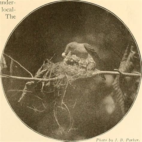 Image From Page 450 Of The Birds Of Ohio A Complete Scie Flickr