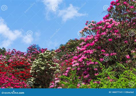 Wild azalea in spring stock image. Image of gaily, rhododendron - 146077141