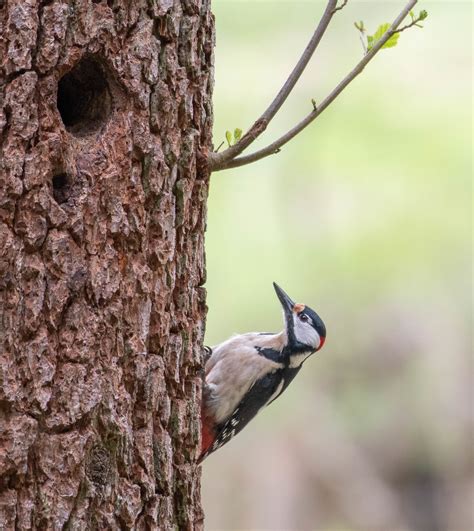 Great Spotted Woodpecker Martin Sramek Flickr