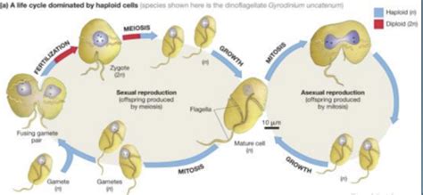 Biology 204 Protists Flashcards Quizlet