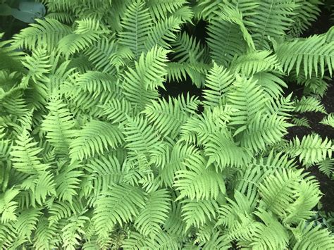 Maryland Biodiversity Project - New York Fern (Parathelypteris