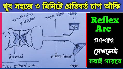 প্রতিবর্ত পথ আঁকার সহজ পদ্ধতি। How To Draw Reflex Arc Class 10