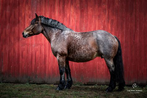 Rare Draft Horse Breeds