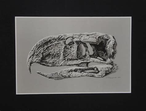 Terror Bird Skull Medium Print - Etsy