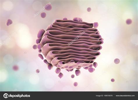 Golgi Apparatus Labeled Diagram