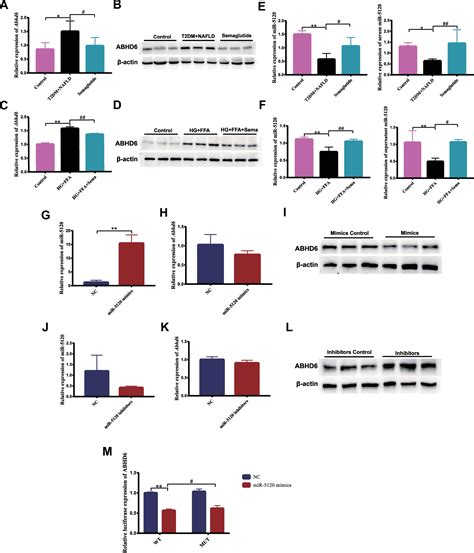 Figure 5 From Semaglutide May Alleviate Hepatic Steatosis In T2DM