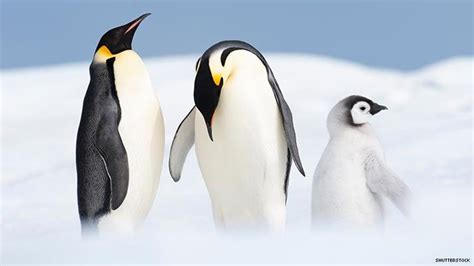 This Same Sex Penguin Couple Have Hatched A Second Chick To Raise