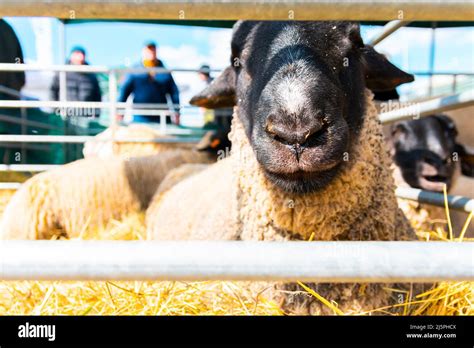 Suffolk Black And White Sheep In The Corral Stock Photo Alamy