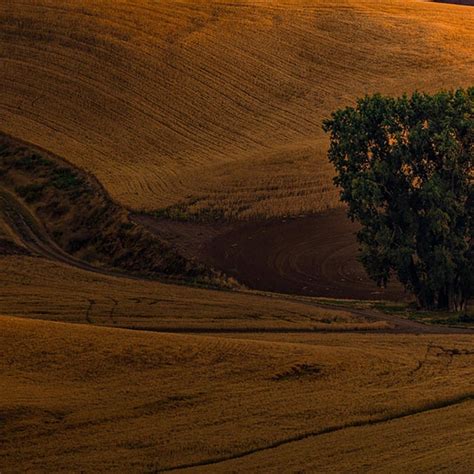 2021 "The Palouse at Sunset. Wheatfields in Eastern Washington" Ultra ...