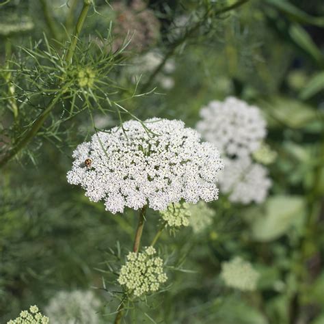 Queen Annes Lace Ammi Visnaga Green Mist Cut Flower Seeds Etsy Australia