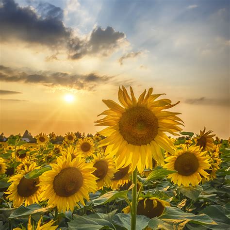 Sunflower Field at Sunset Wallpaper | Happywall