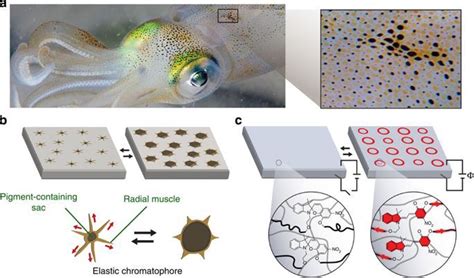 Cephalopods change colour by mechanically activating chromatophores via ...