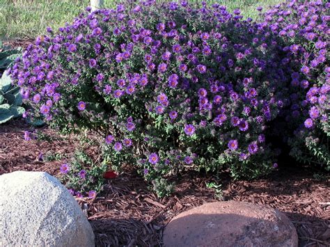 Stunning Companion Plants For Heleniums - kamiwongcilik