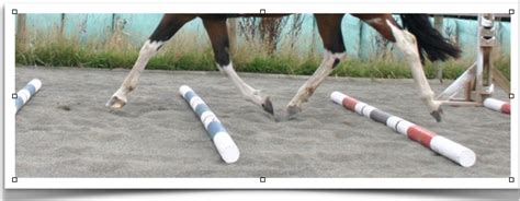 Trot Poles The Set Up For Riding Lessons Riding Lessons Trot