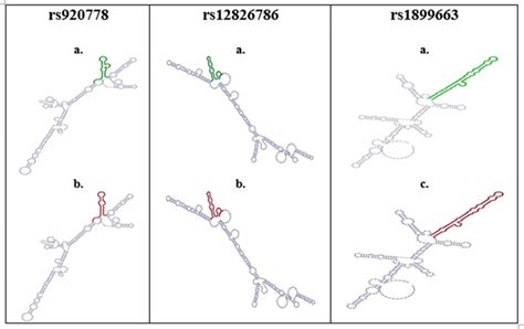 Secondary Structure Of HOTAIR SNPs And Base Pair Probabilities A Wild