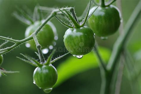 Tomates Verdes Sin Madurar Con Gotas De Agua Foto De Archivo Imagen