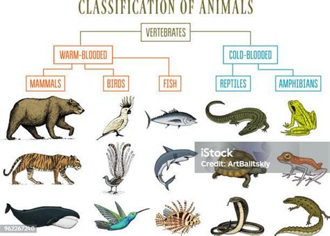 Classificação Dos Animais Mamiferos Repteis Anfibios Peixes E Aves - Vetores de Classificação Dos Animais Aves De Mamíferos Anfíbios Répteis ...