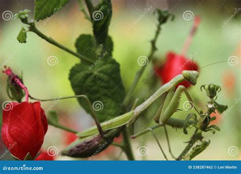 Praying Mantis Hummingbird Stock Photos - Free & Royalty-Free Stock ...