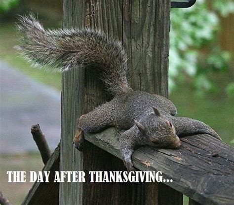 We Should All Be Thankful For These Funny Thanksgiving Memes Squirrel