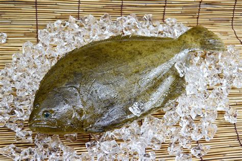 Flatfish Left‐eyed Flounder Free Stock Photo Public Domain Pictures