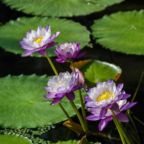 Tropical water lilies | Water lilies, Aquatic plants, Flowers