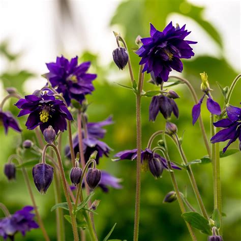 Votaniki Aquilegia Blue Barlow Plant Hardy Perennials Aquilegia