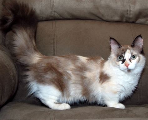 20 Mixed Cat Breeds : Best Mixed Breed Cat's Profile, Characteristics ...