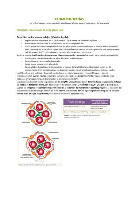 Glomerulopat As Jessica Tavares Udocz