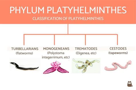 Classification of Invertebrates Chart With Definitions and Examples ...