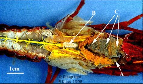 Crayfish Dorsal Diagram Quizlet