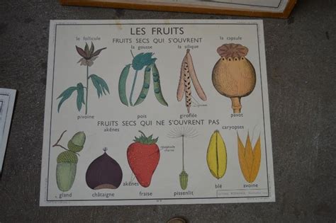 Affiche Scolaire Rossignol Année 50 Les Fruits La Graine école