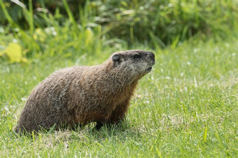 Wonderfully Astounding Facts About Groundhogs