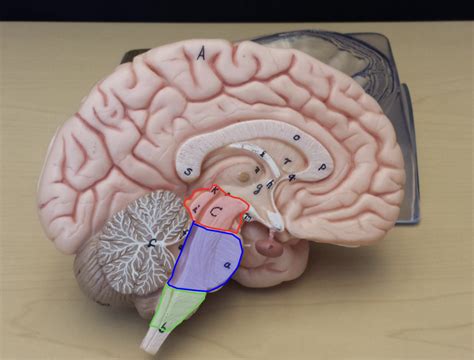 Brainstem Diagram | Quizlet