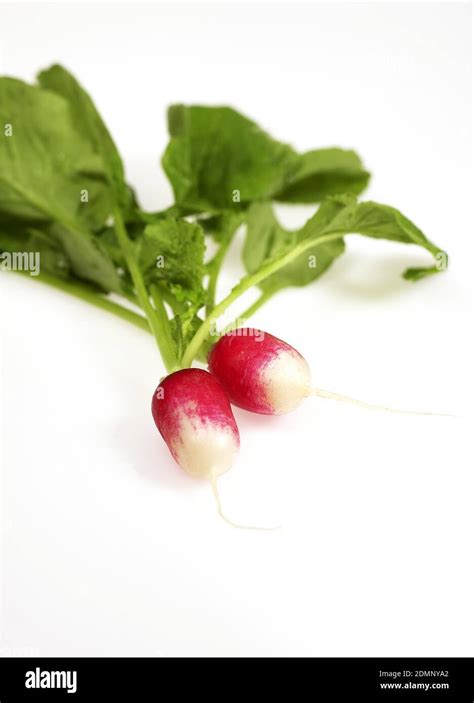 Pink Radish Raphanus Sativus Against White Background Stock Photo Alamy