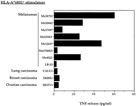 Recognition By CTL 128 Of HLA A 6801 Melanoma And Carcinoma Cell