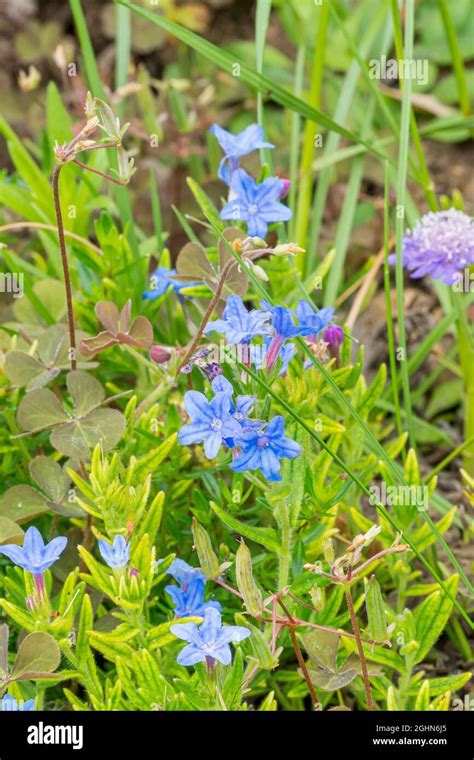 Lithodora diffusa 'Heavenly Blue' Stock Photo - Alamy