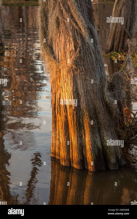 Spanish Moss On A Bald Cypress Tree Trunk In A Lake In The Atchafalaya