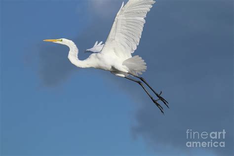 A Snowy Egret In Flight Photograph By Steven Spak Fine Art America