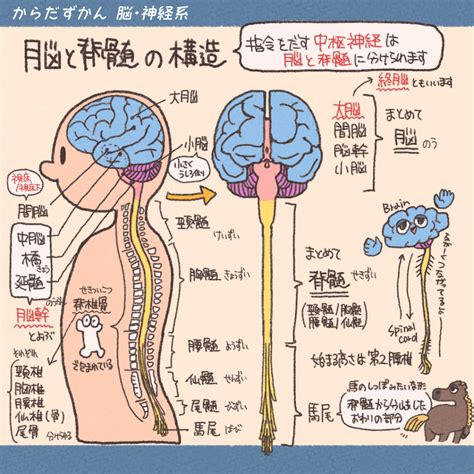 脳の解剖学的位置 からだずかん