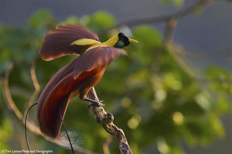 Amazon.com: Birds of Paradise: Revealing the World's Most Extraordinary ...