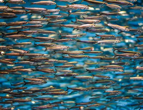 Water breathability affects where anchovies can survive - Earth.com