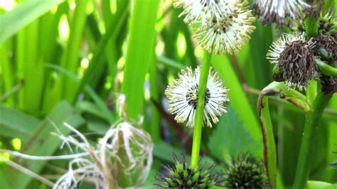 European Bur Reed Sparganium Emersum Youtube