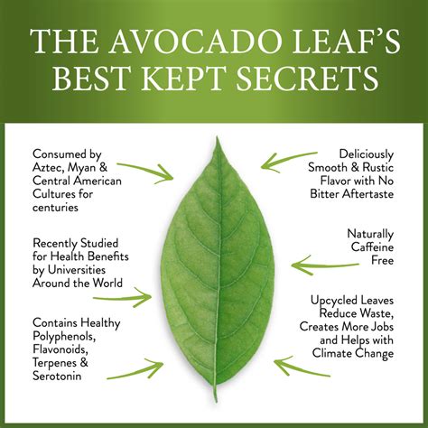 AvocadoTea.com - Buy Healthy Avocado Leaf Tea Online – Avocado Tea Co.